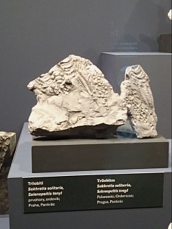 Trilobit objevy 2019 trasa B Pankrác Praha