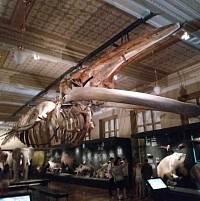 Kostra plejtváka skeleton of Finn whale